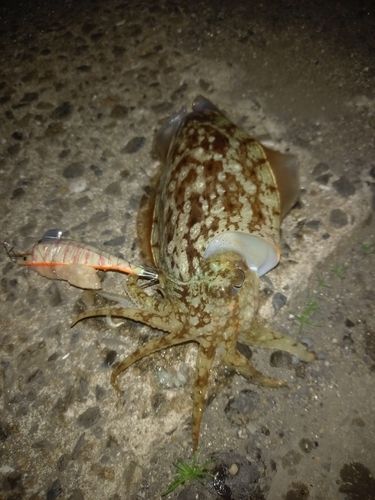 コウイカの釣果