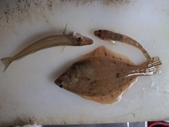 カレイの釣果