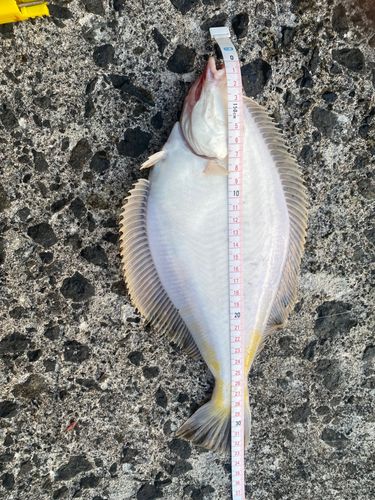 マガレイの釣果