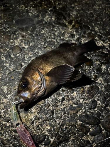 メバルの釣果