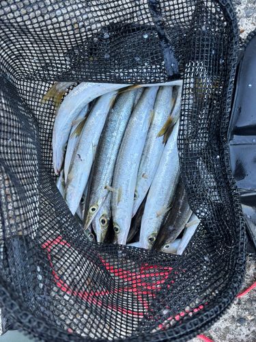 カマスの釣果
