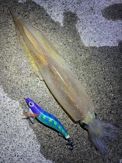 ヤリイカの釣果