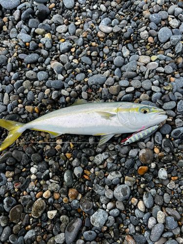 サゴシの釣果