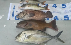 スジアラの釣果