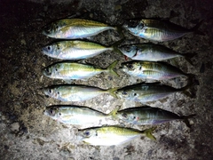 アジの釣果