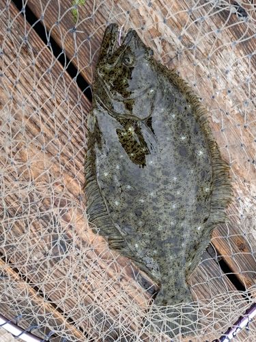 ハマチの釣果
