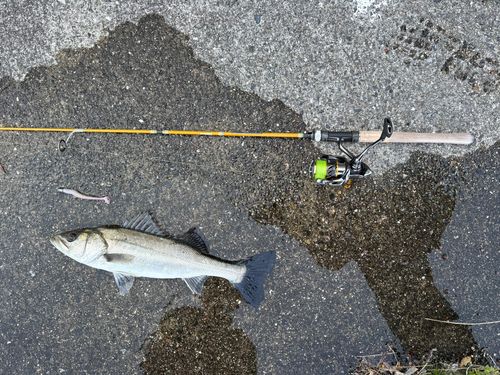 スズキの釣果