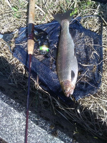 ニジマスの釣果