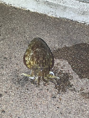 コウイカの釣果