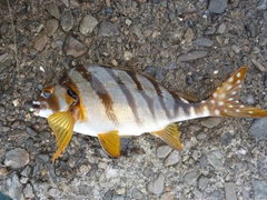 タカノハダイの釣果