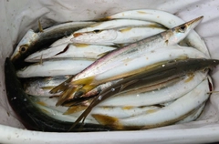 アカカマスの釣果