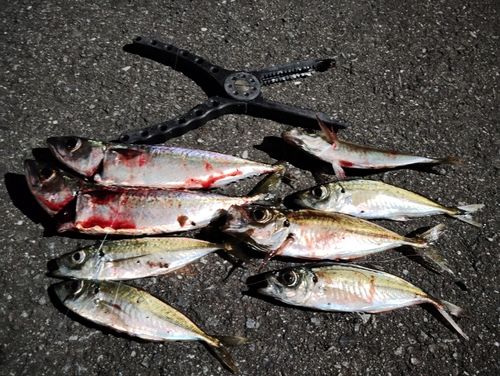 サバの釣果