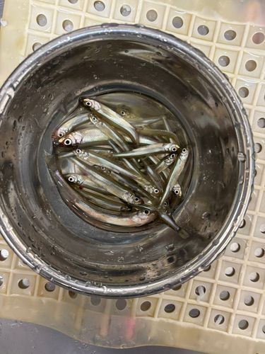 ワカサギの釣果
