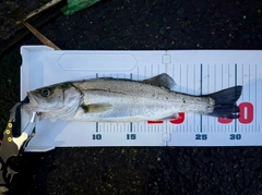 セイゴ（マルスズキ）の釣果
