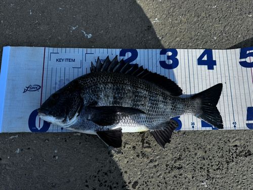 チヌの釣果