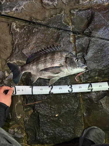 クロダイの釣果