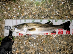 シーバスの釣果