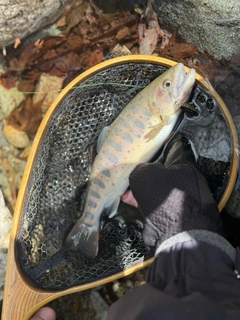 アマゴの釣果