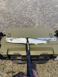 カマスの釣果