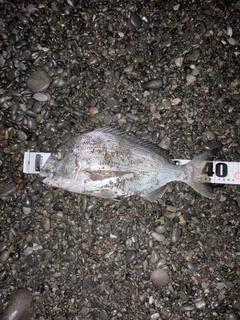 ヘダイの釣果