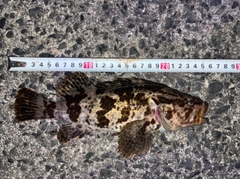 タケノコメバルの釣果