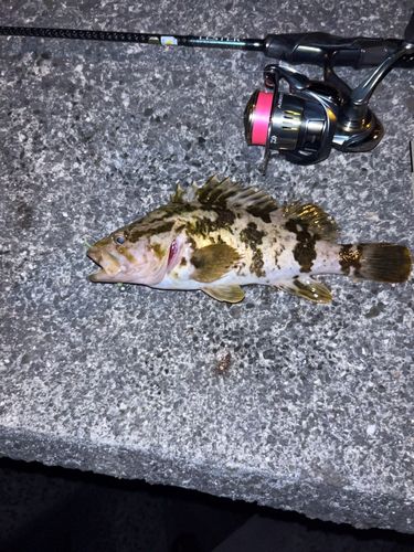 ベッコウゾイの釣果