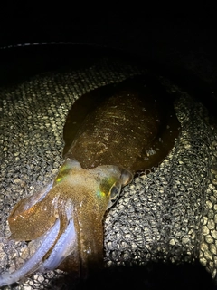 イカの釣果