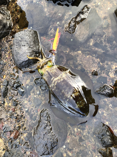 アオリイカの釣果