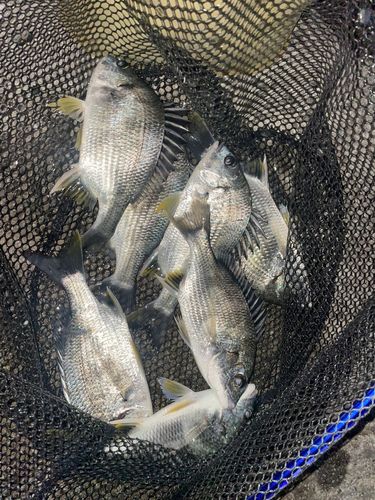 メイタの釣果