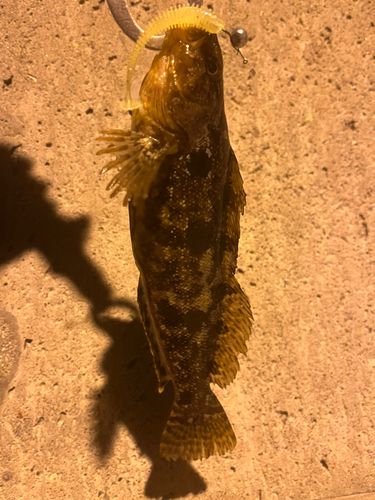 アイナメの釣果