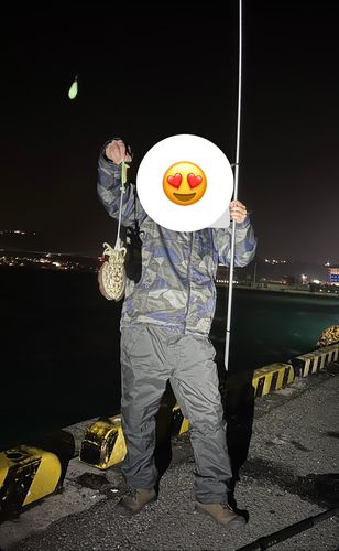 コウイカの釣果