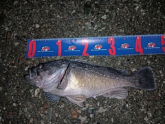 クロソイの釣果