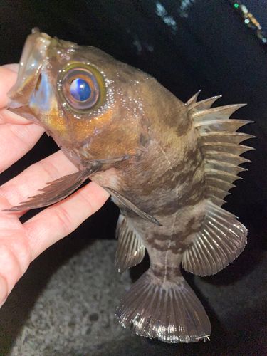 メバルの釣果