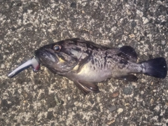 ソイの釣果