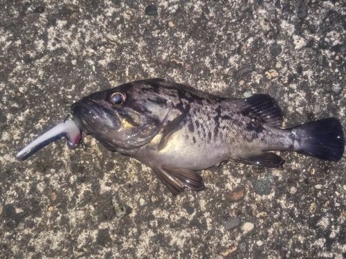 ソイの釣果