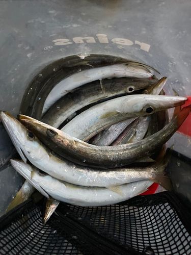 カマスの釣果