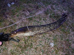 ナマズの釣果