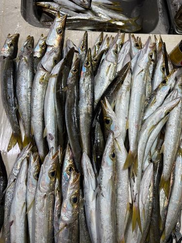 カマスの釣果