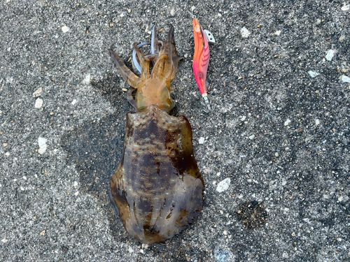 アオリイカの釣果