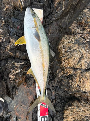 ヒラマサの釣果
