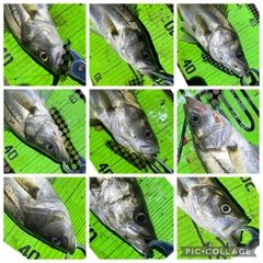 シーバスの釣果