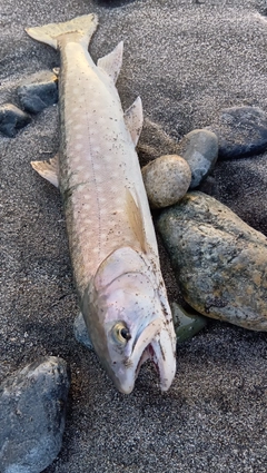 アメマスの釣果
