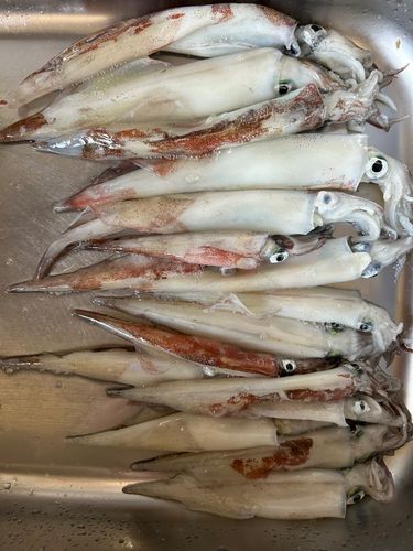 ヤリイカの釣果