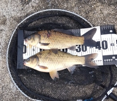 フナの釣果
