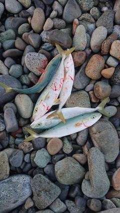 フクラギの釣果