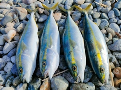 コゾクラの釣果