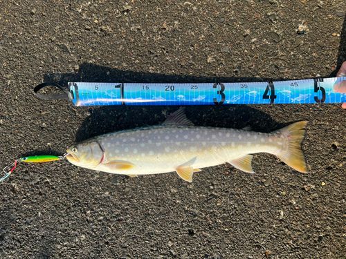 アメマスの釣果