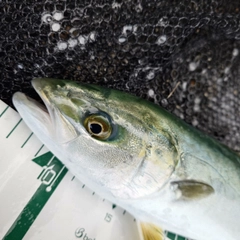 フクラギの釣果