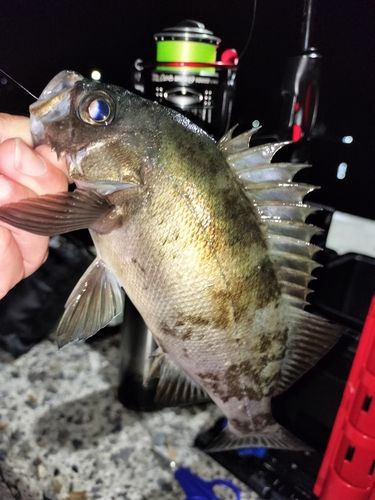 クロメバルの釣果