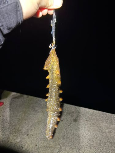ナマコの釣果